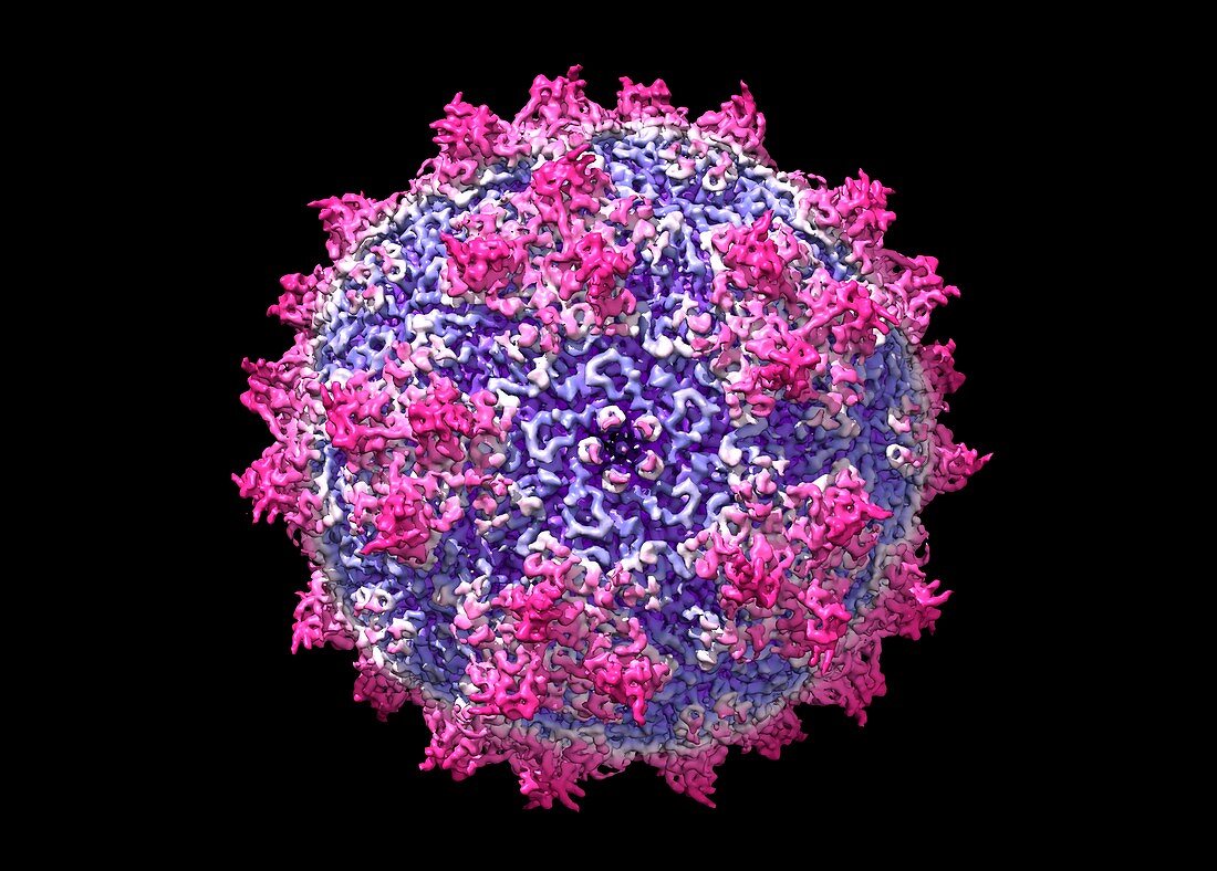Adeno-associated virus,molecular model