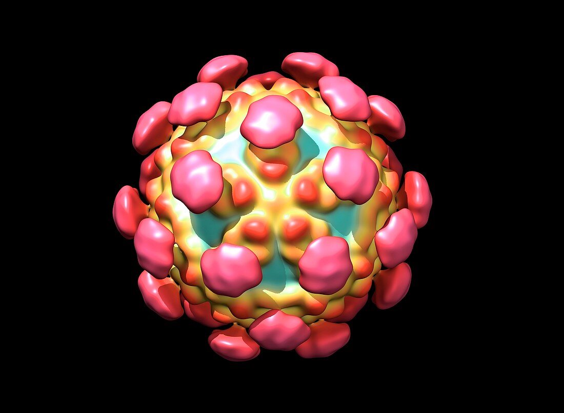 Astrovirus capsid,molecular model