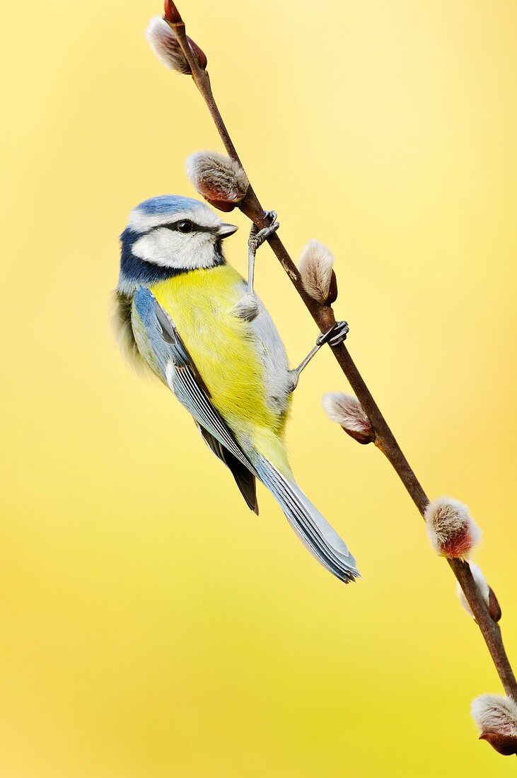 Blue tit on pussy willow