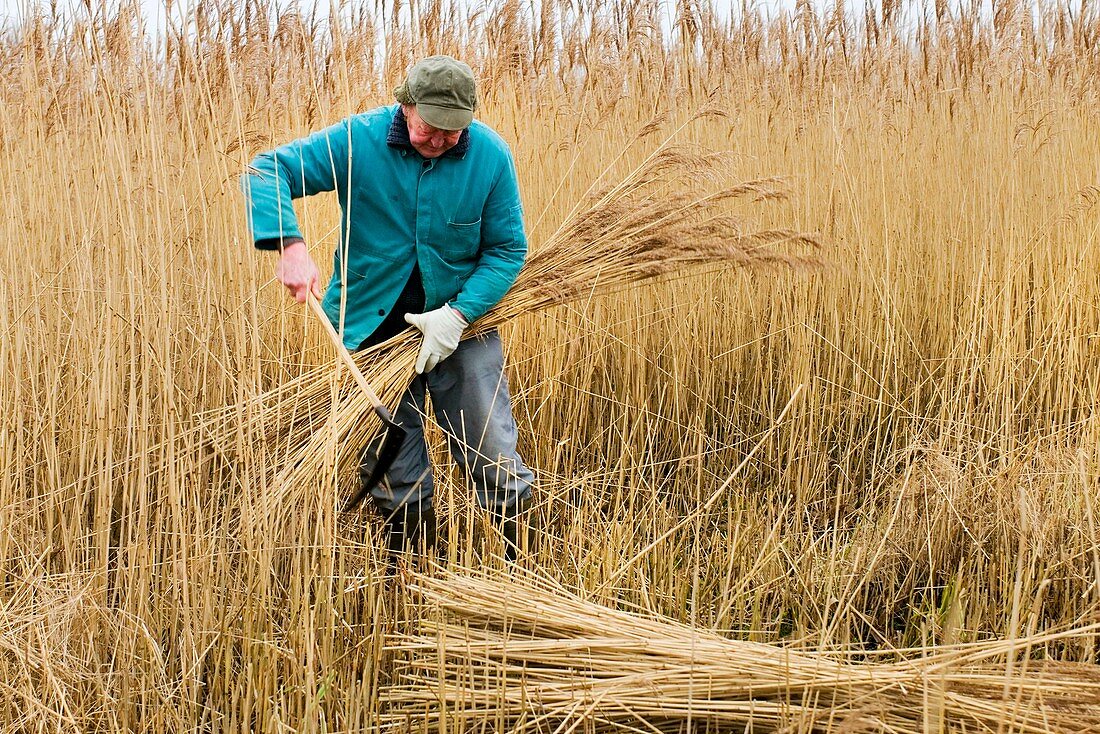 Cutting reed for thatch