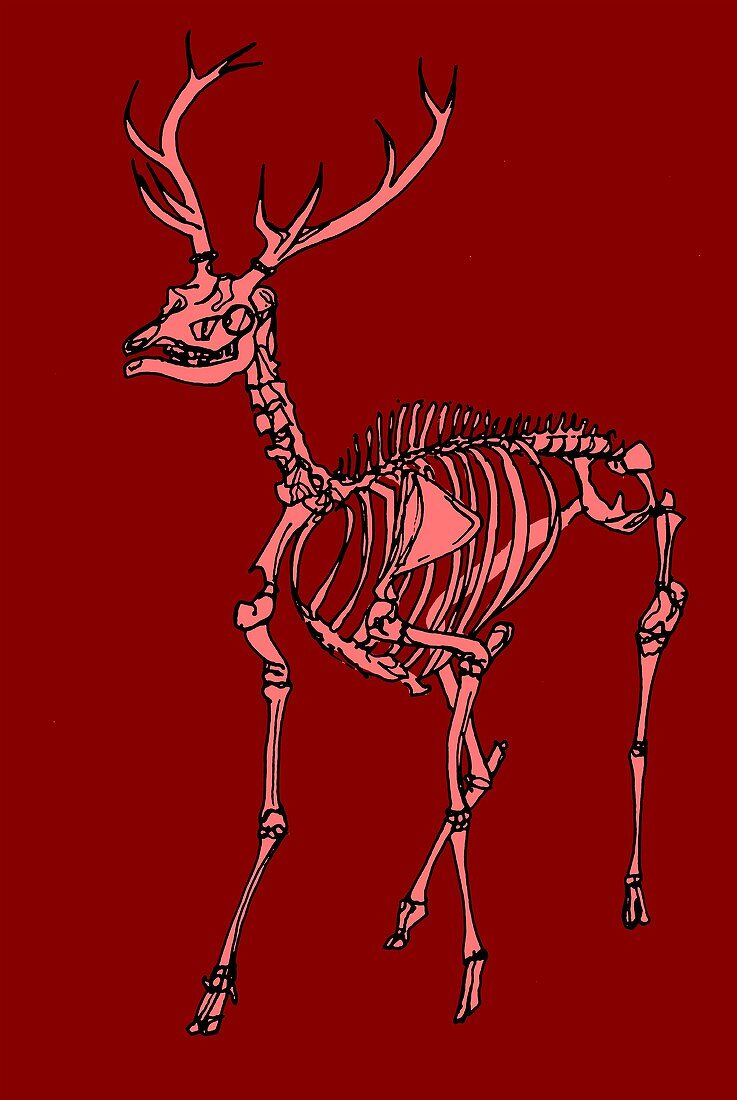 Red deer stag skeleton,illustration