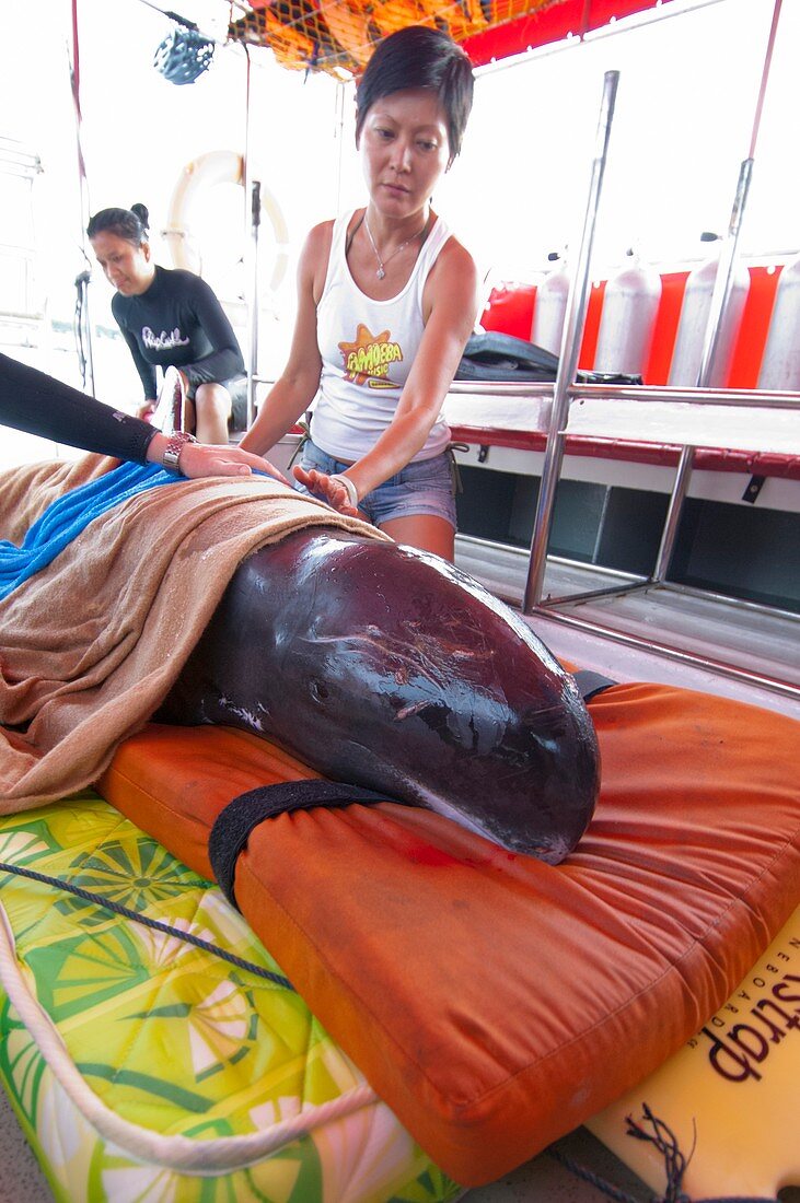 Stranded pygmy killerwhale being helped