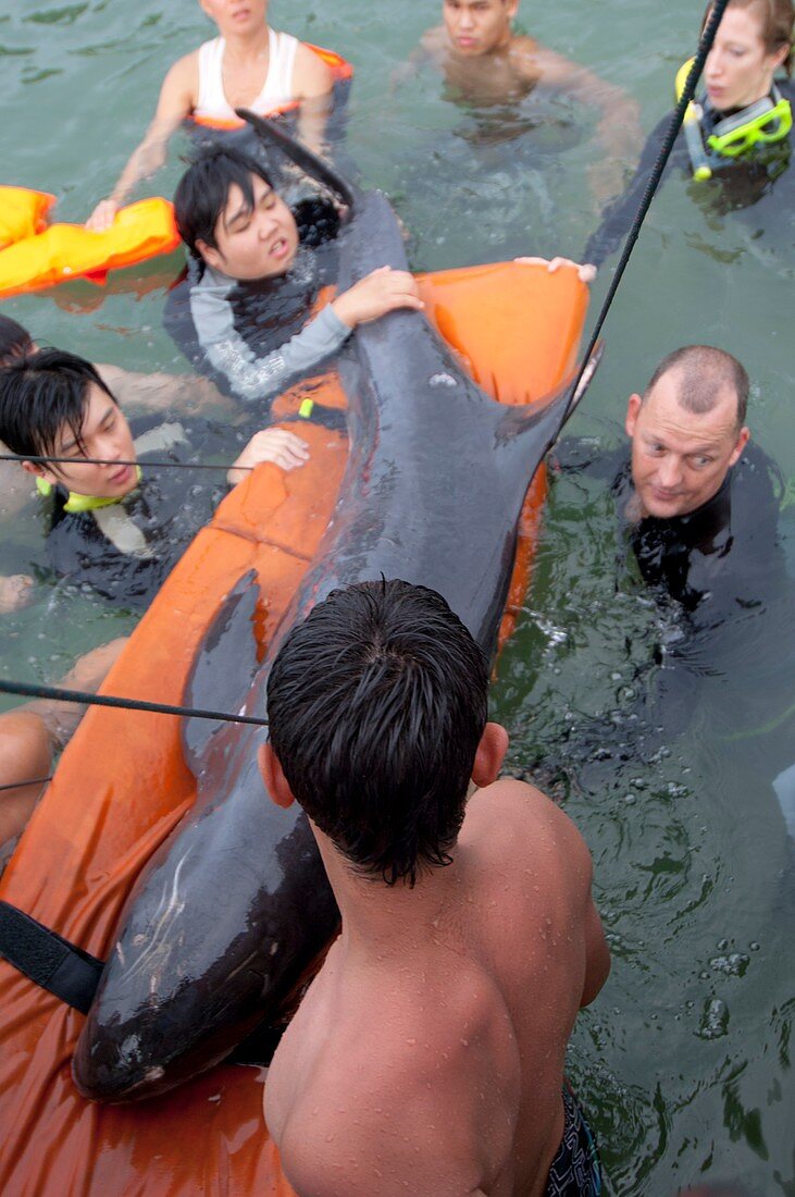 Stranded pygmy killerwhale being helped