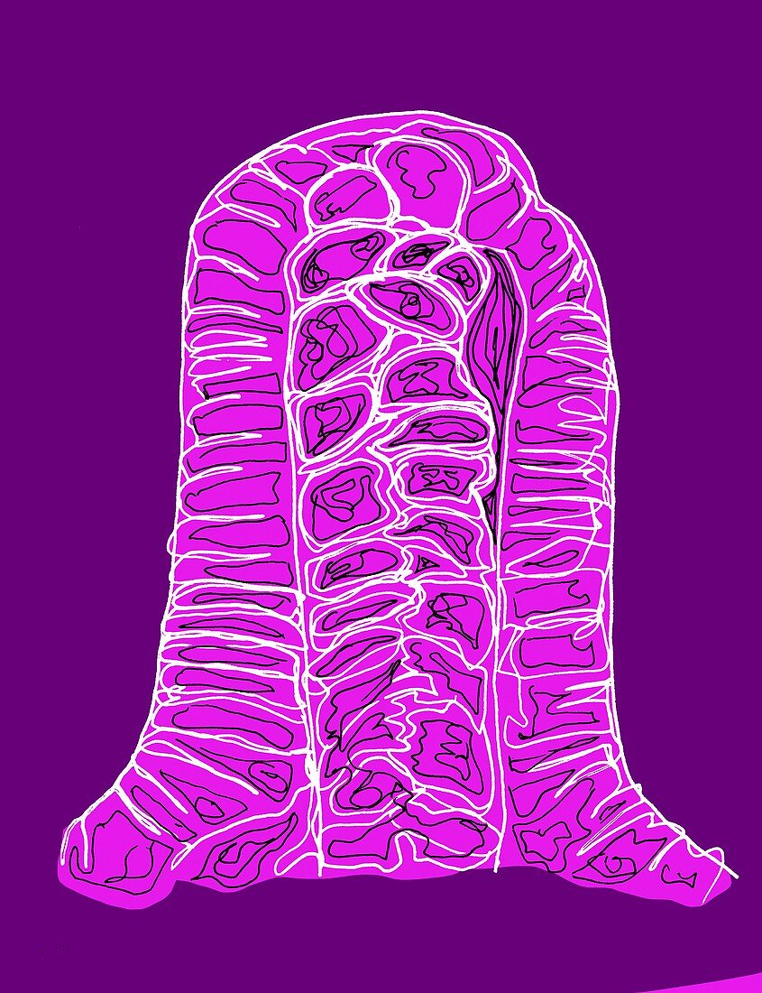 Epithelial tube,illustration