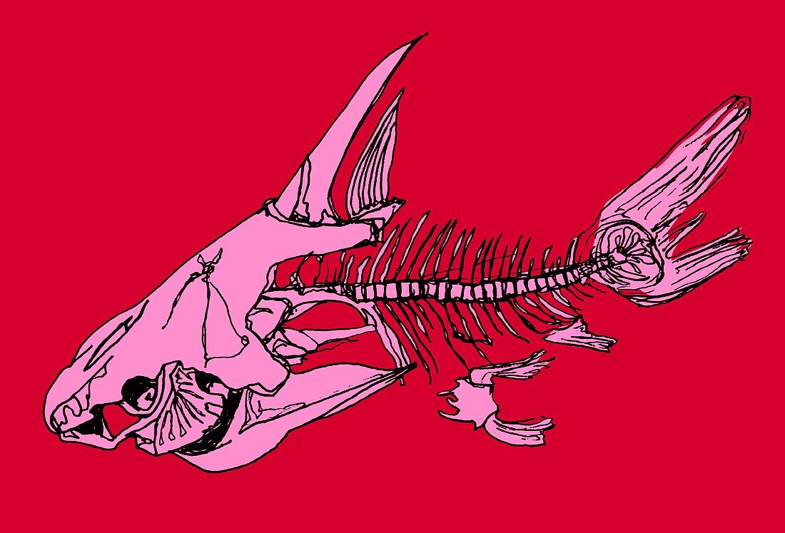 Fish skeleton,illustration
