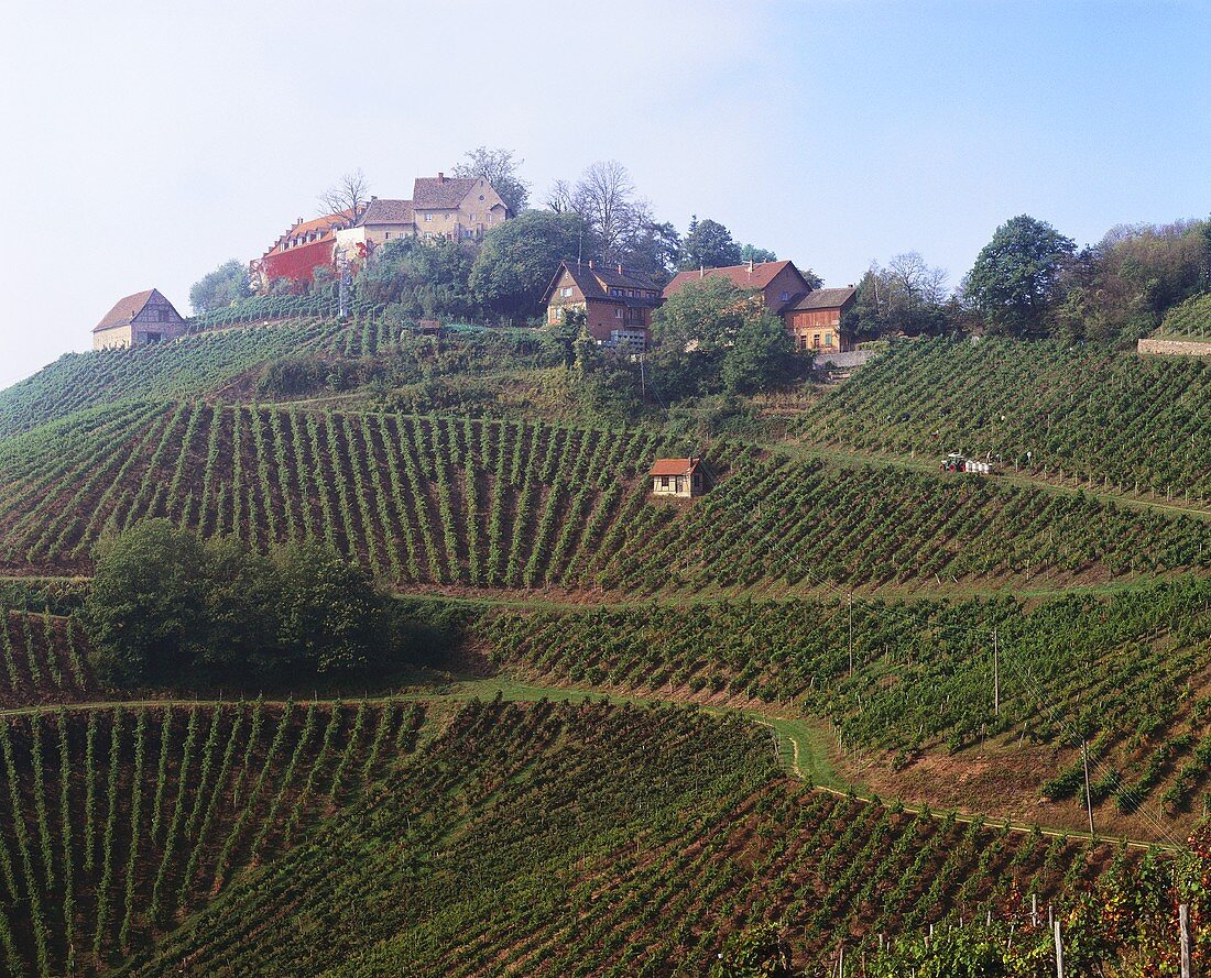 Weinberg von Schloss Staufenberg im Bereich Durbach, Baden