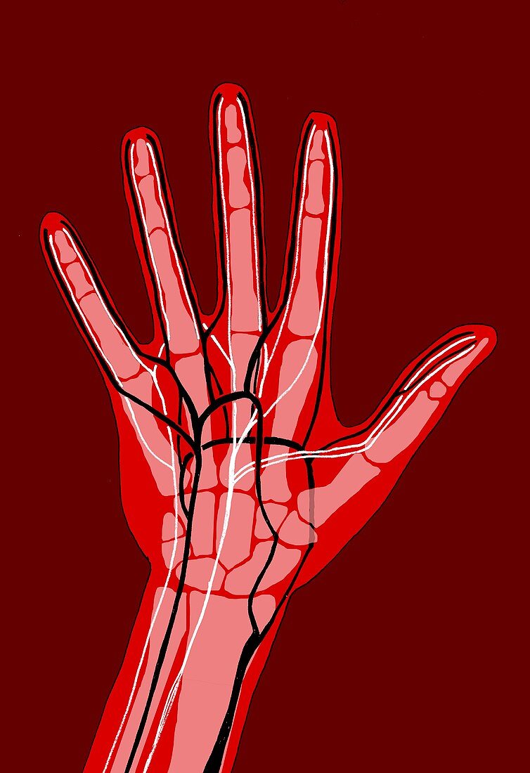 Hand anatomy,illustration
