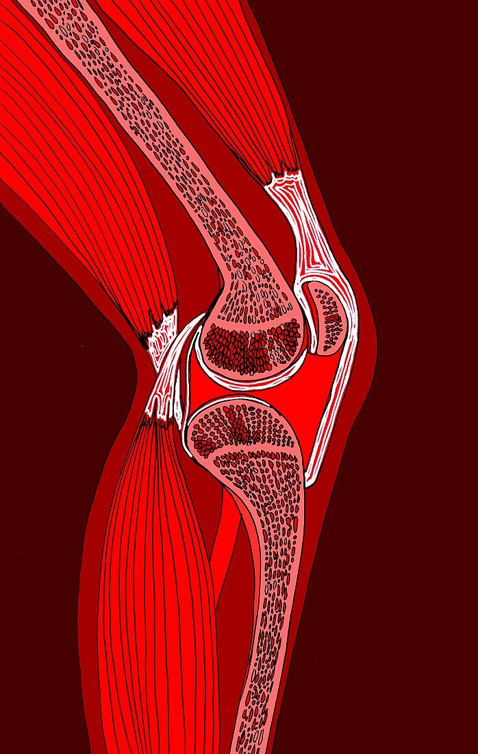 Knee joint,illustration