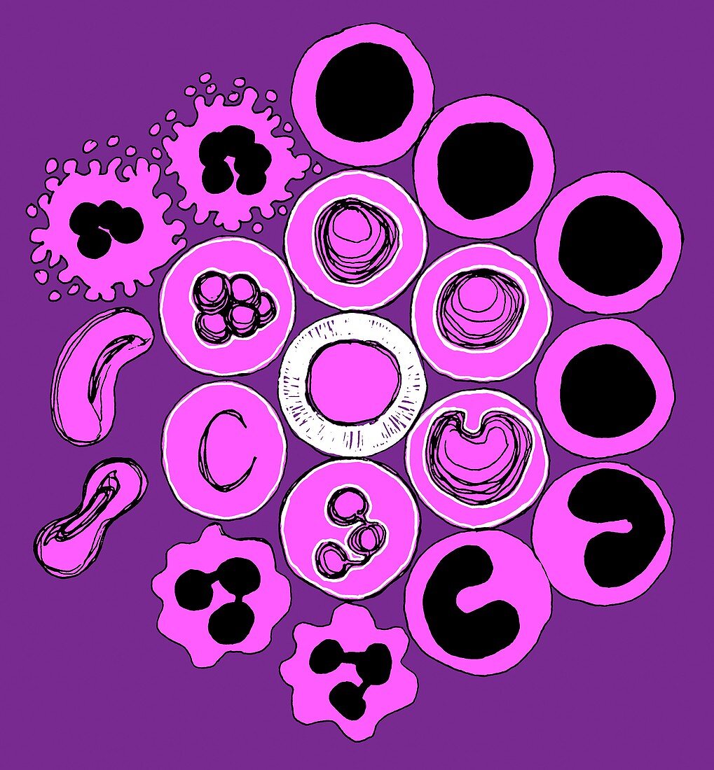 Blood cells,illustration