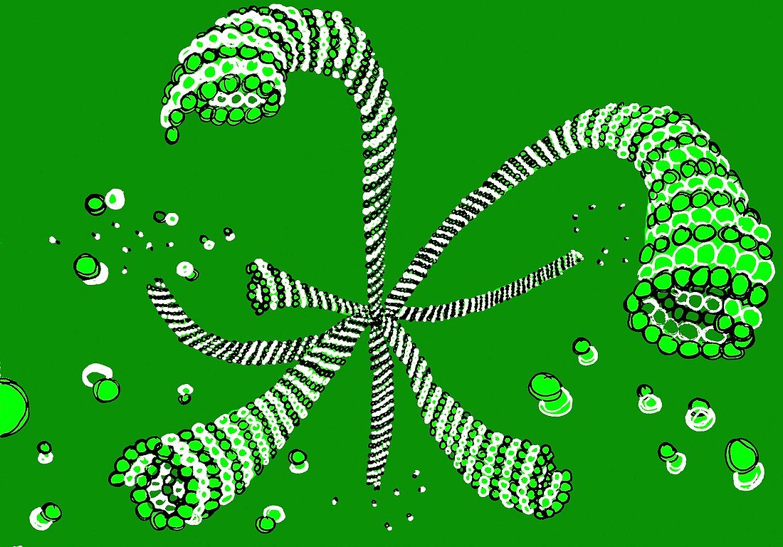 Microtubule formation,illustration
