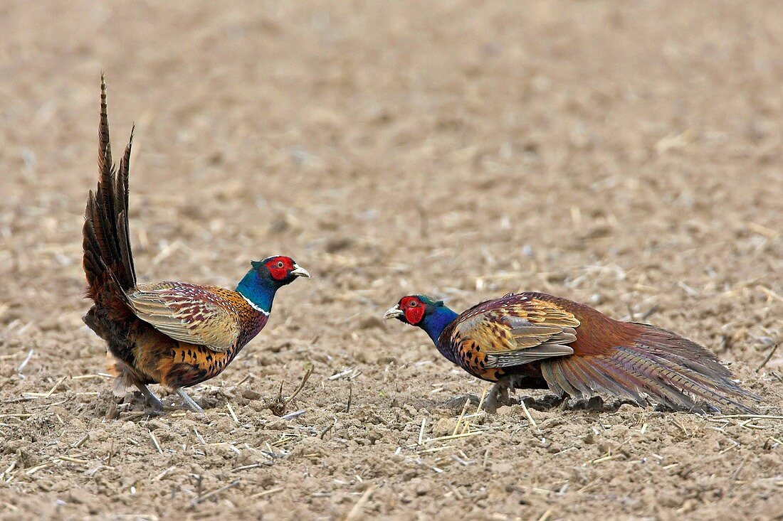 Pheasants fighting