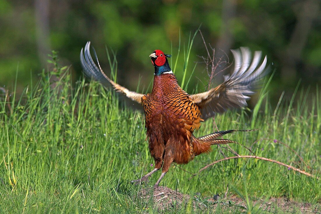 Pheasant displaying