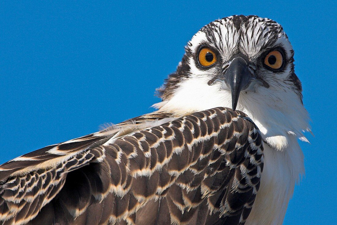 Osprey