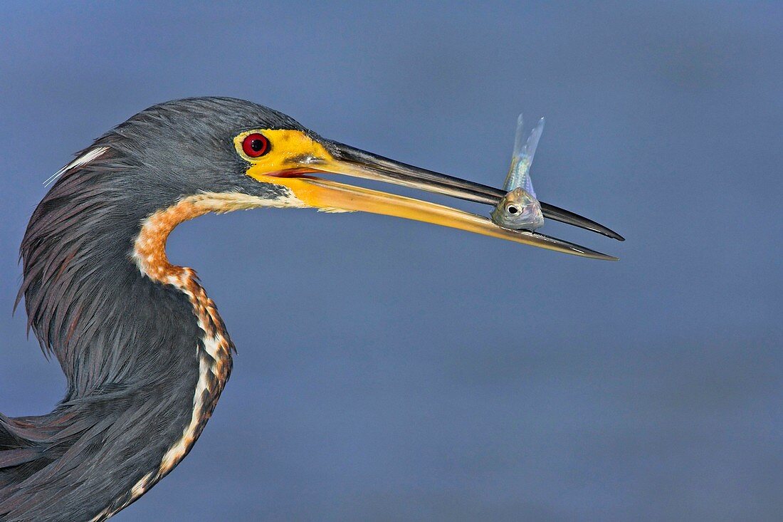 Tricoloured heron and prey