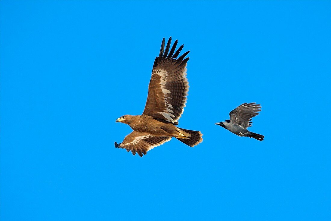 Steppe eagle and crow