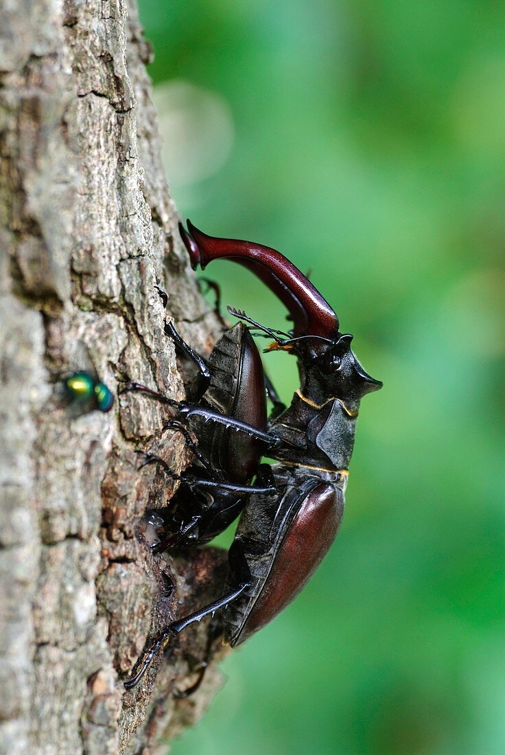 Stag beetles mating