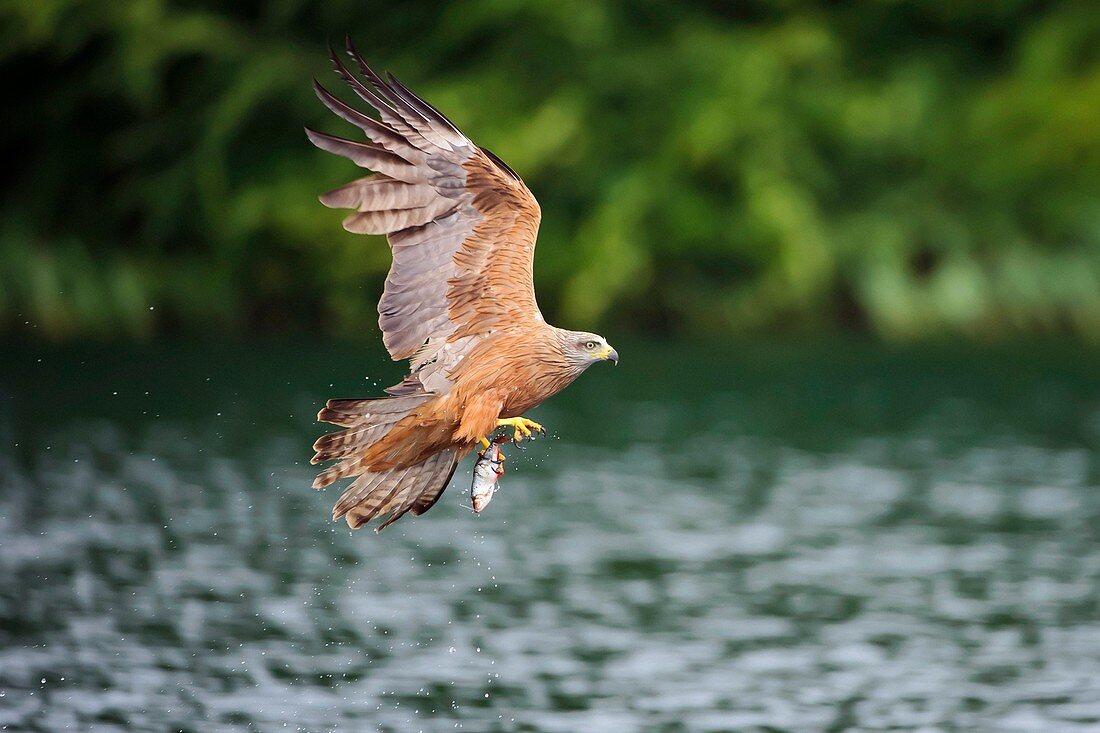 Black kite catching a fish