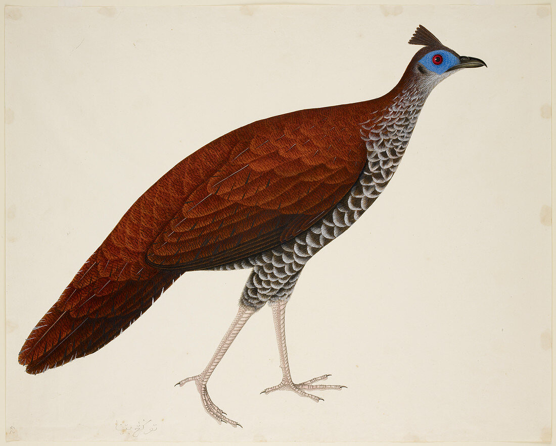 Crested Fireback Pheasant