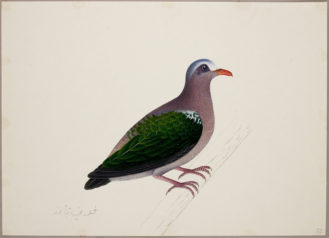 Emerald Dove