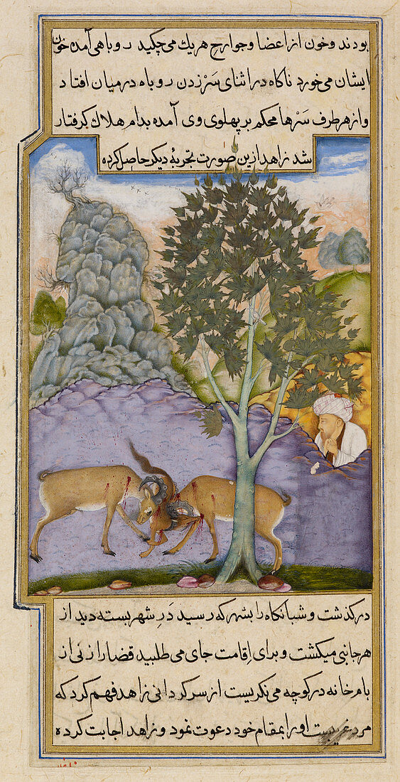Goats crushing a fox