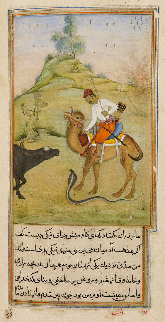 The camel rider