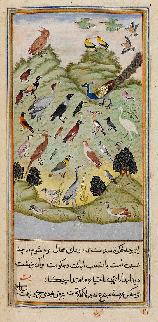 An assembly of birds