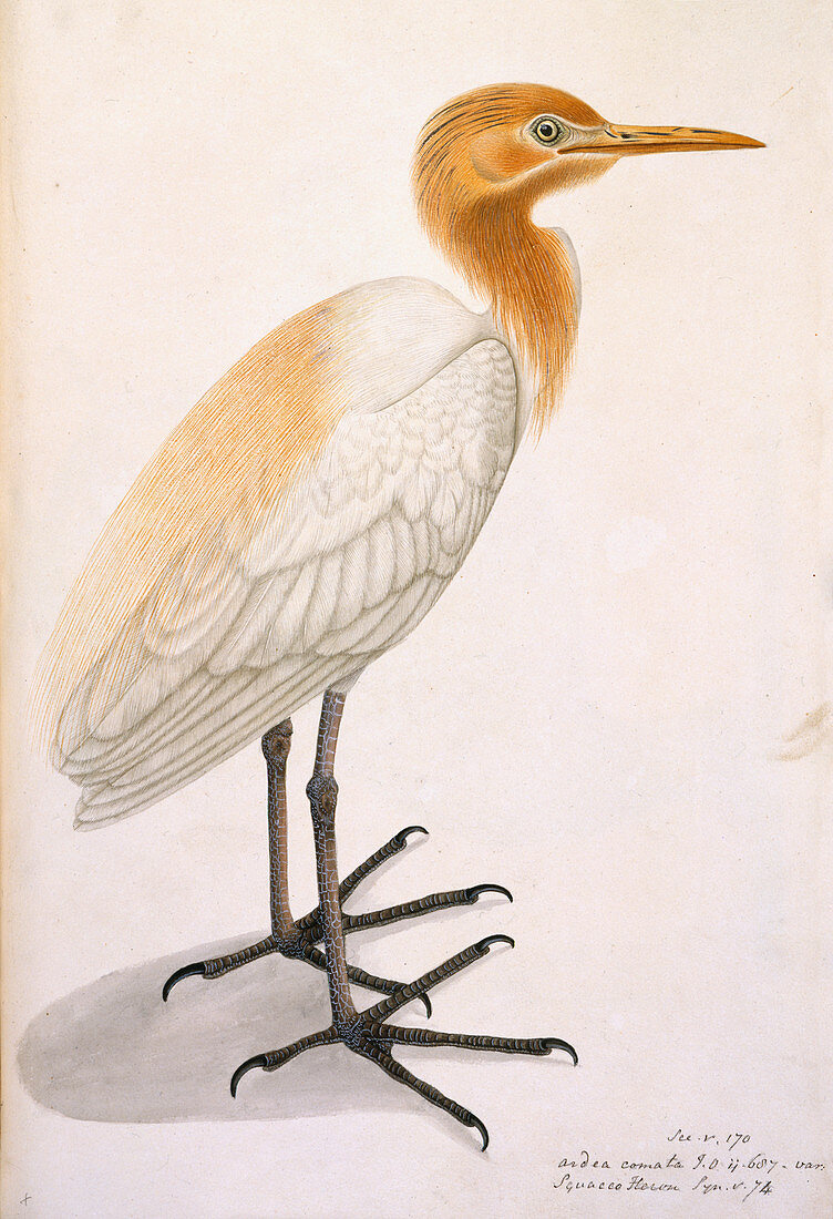 Sguacco Heron