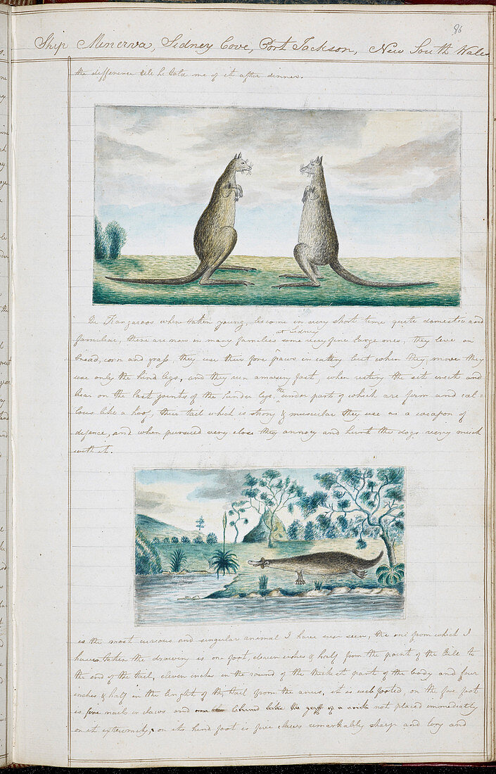 Kangaroos and Platypus