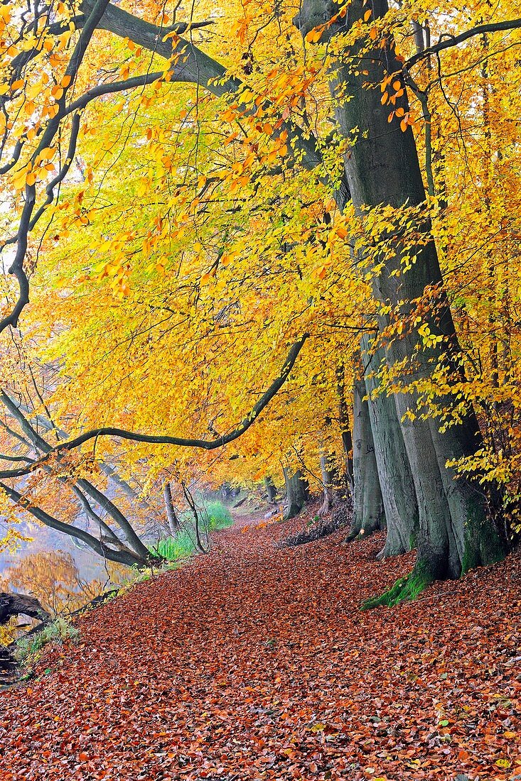 Beech forest in autumn