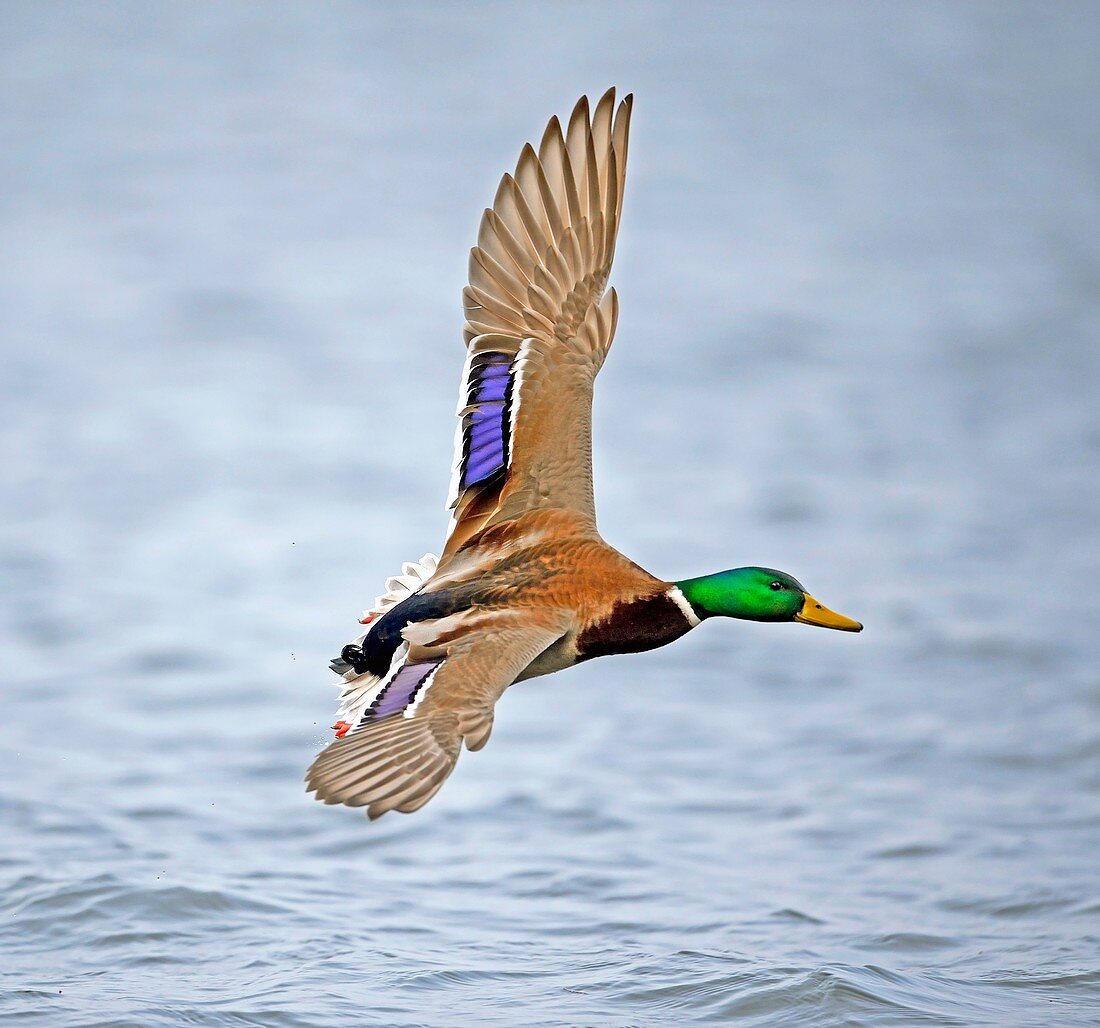 Male mallard landing on water