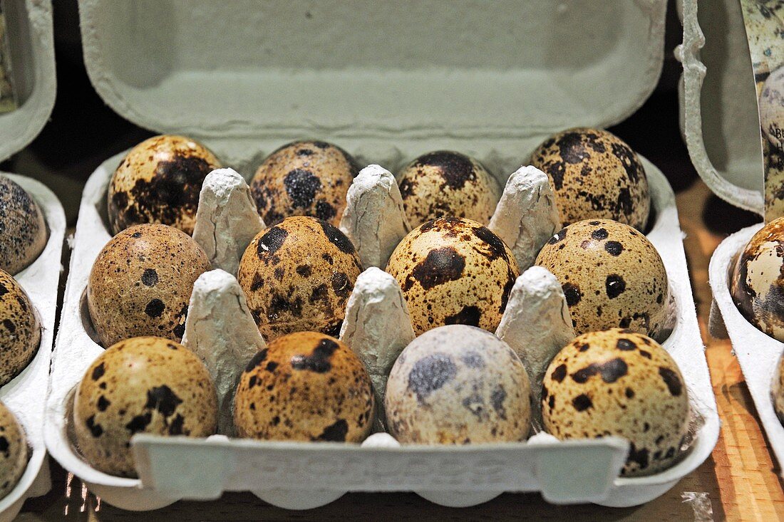 Fresh quail eggs in a box
