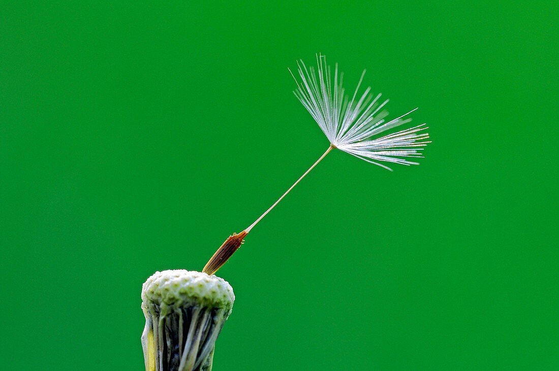 Dandelion (Taraxacum officinale) seedhead