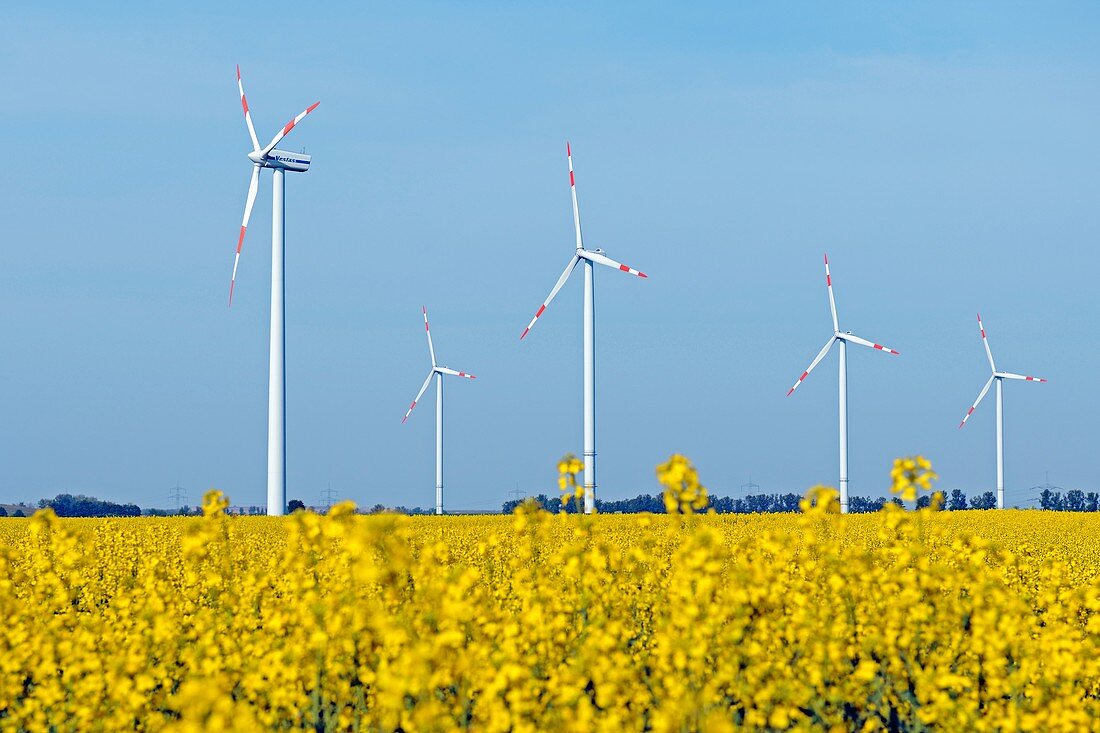 Wind turbines in rapeseed field