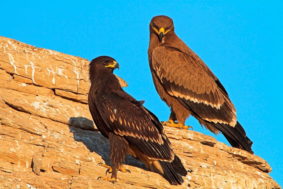 Greater spotted eagles