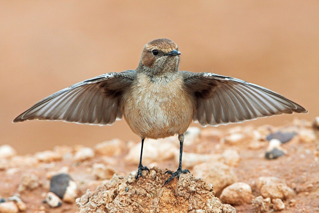 Red-rumped wheatear displaying