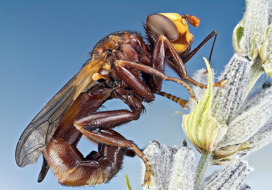 Thick-headed fly on a flower