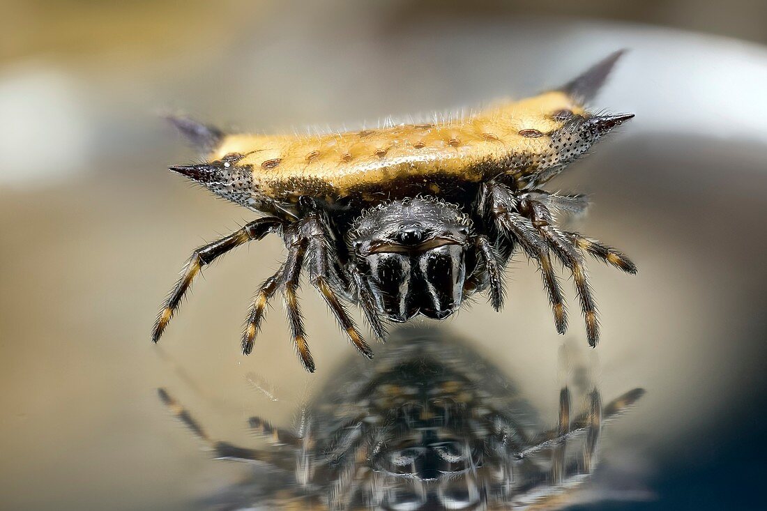 Spiny orbweaver spider