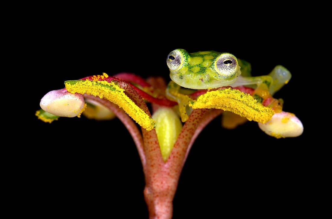 Glassfrog on a flower