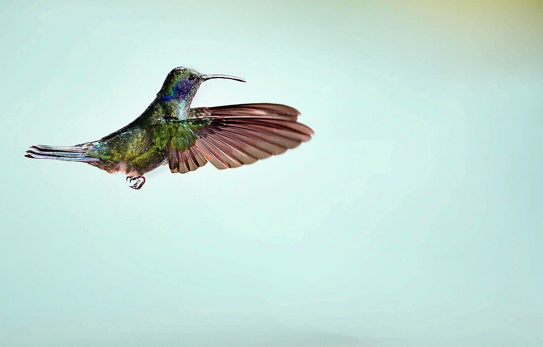 Green violetear hummingbird in flight