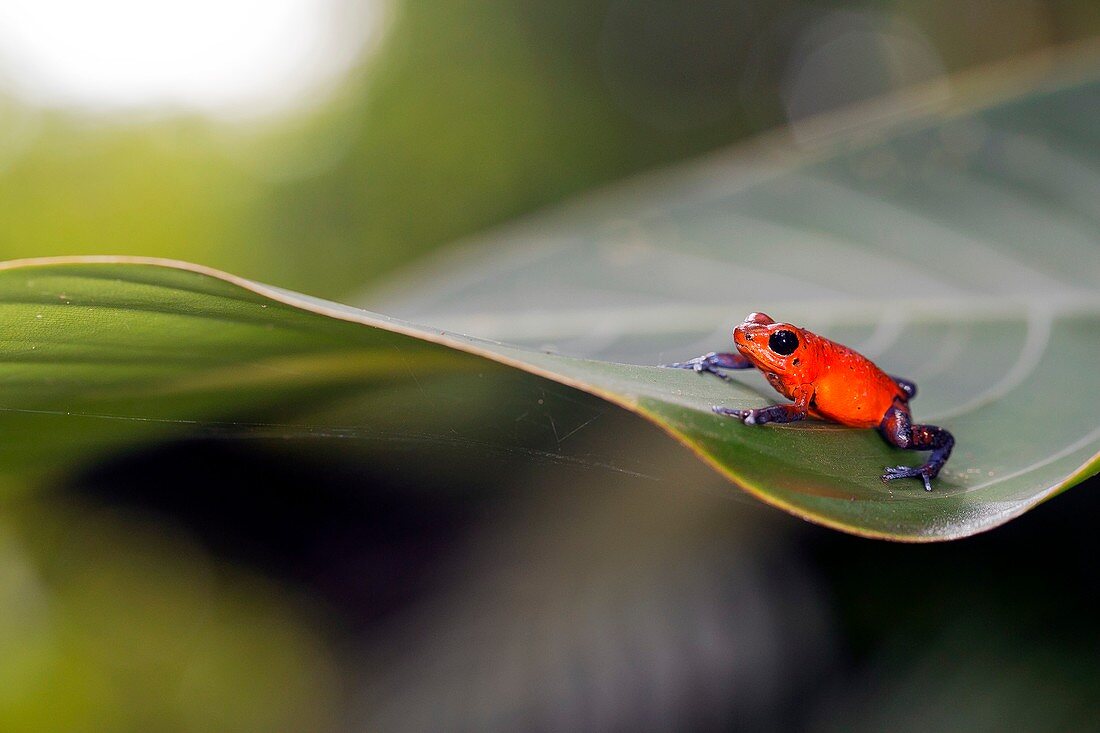 Strawberry poison frog
