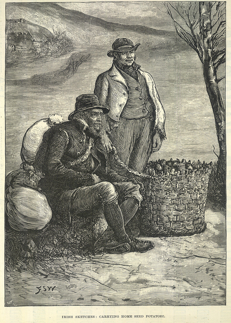Collecting potatoes