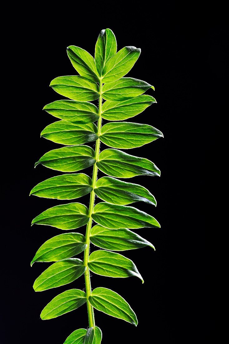 Yarrow (Acer japonicum) leaves