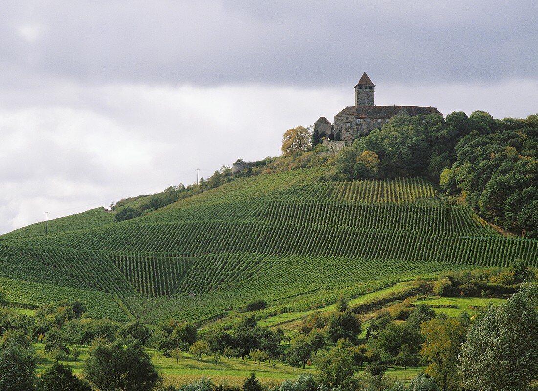 Weinberg am Wunnenstein unterhalb Beilstein in Württemberg