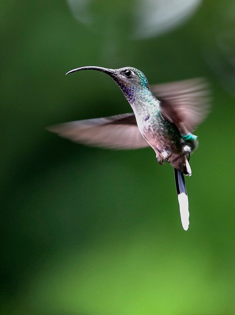 Violet sabrewing hummingbird
