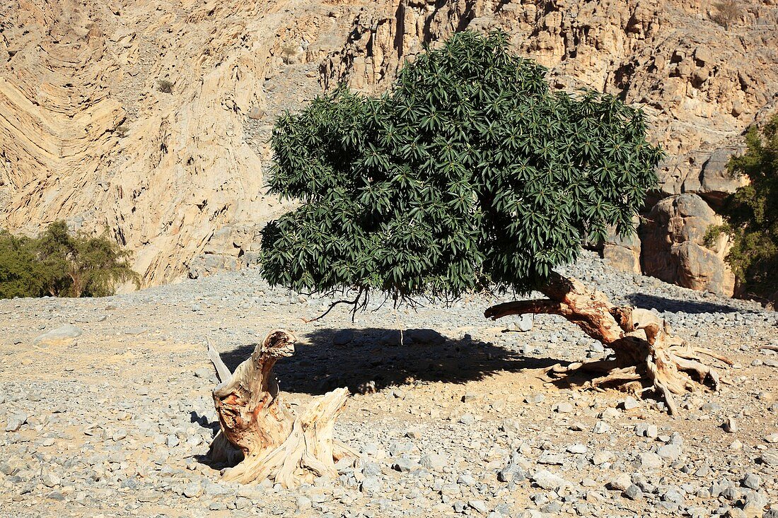 Jebel Harim,Oman