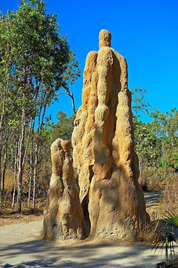 Termite mound,Australia