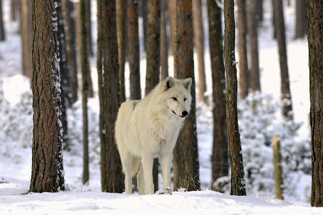 Grey wolf in winter