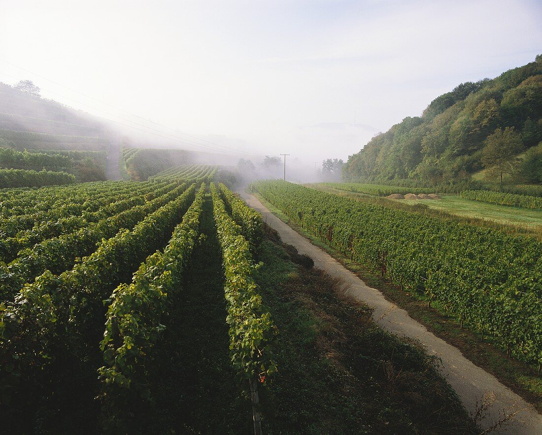 Morgendunst über herbstlichem Weinberg am Kaiserstuhl, Baden