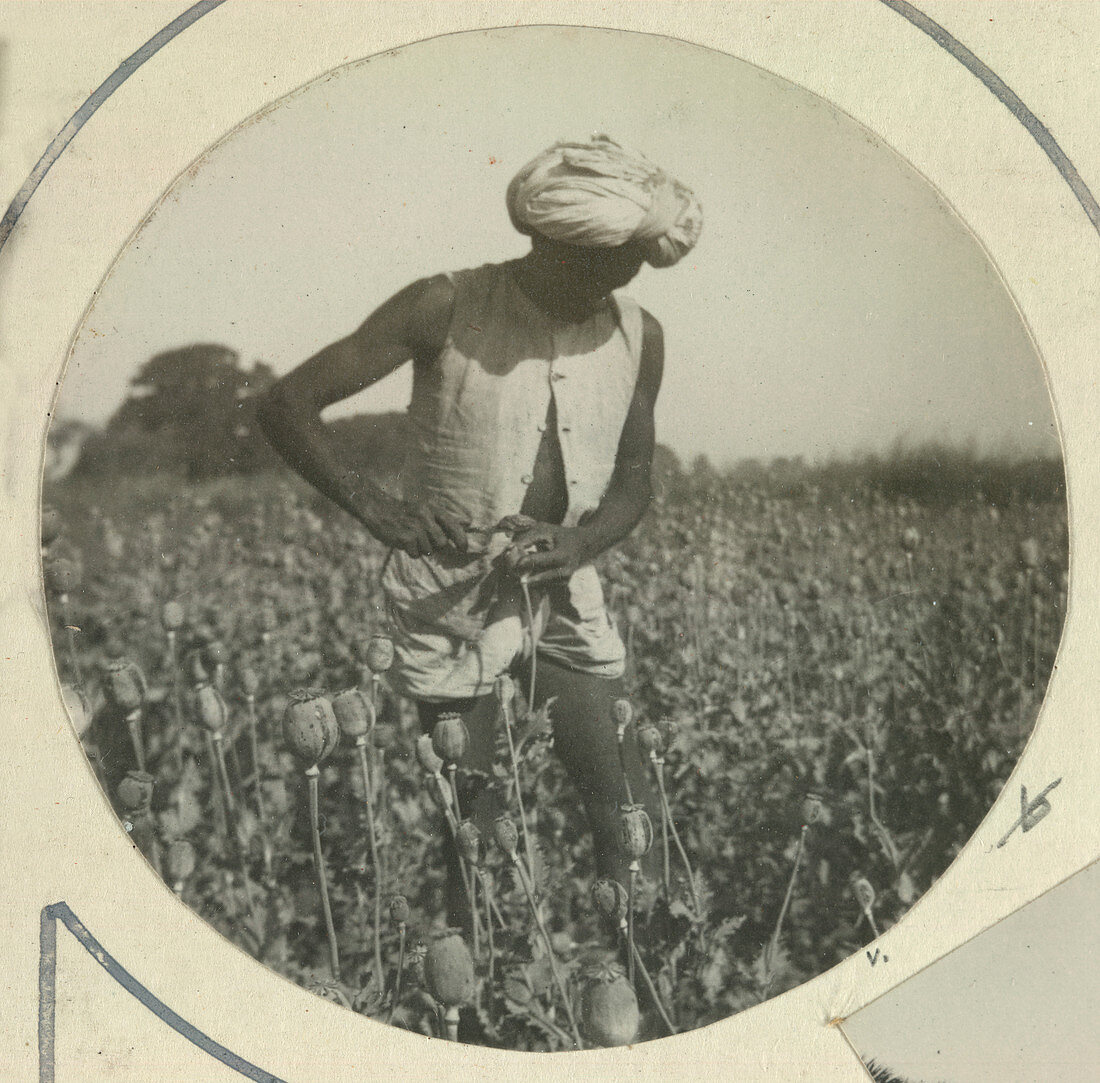 Opium cultivation,Indore