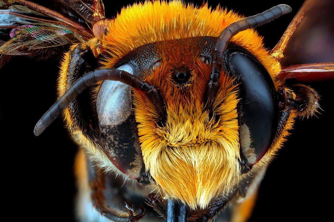 Male bee head